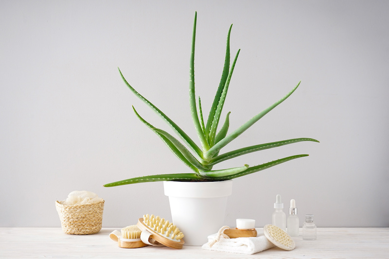 Diez plantas para decorar el baño y hacerlo más acogedor