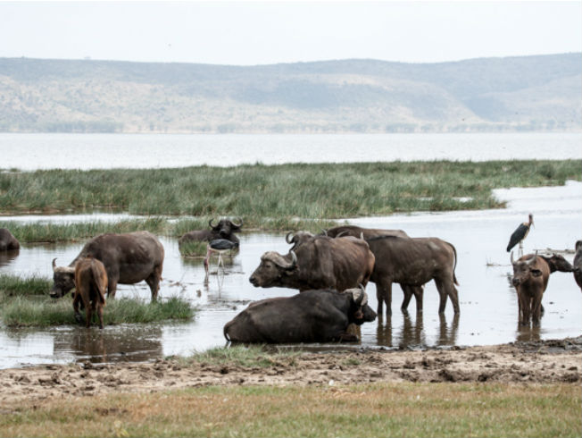 Por qué tardas (solo) tres días en enamorarte de África