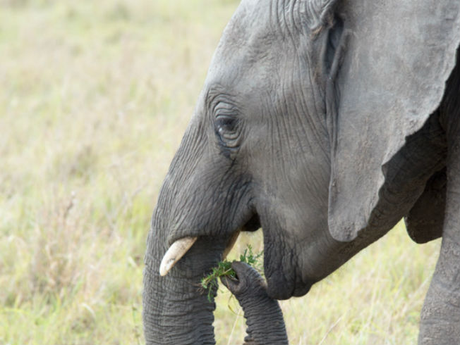 Consejos prácticos para viajar a Kenia y Tanzania