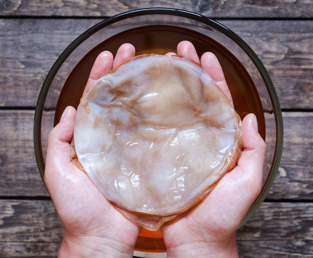 Paso a paso para hacer en casa tu propia kombucha