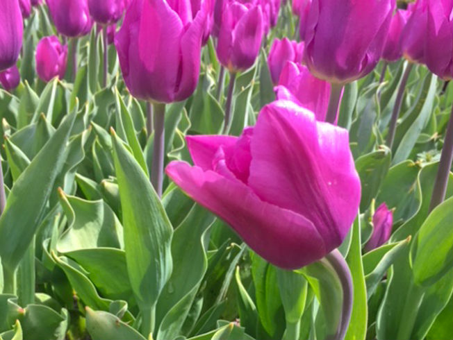 ¿Por qué las flores solo son para ocasiones especiales?