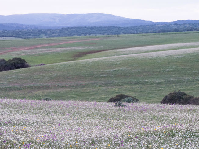 Primavera en el campo andaluz