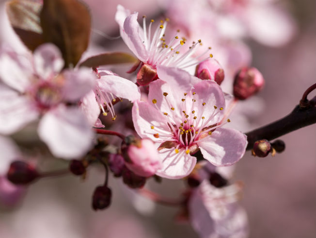 Cinco flores que merecen un viaje