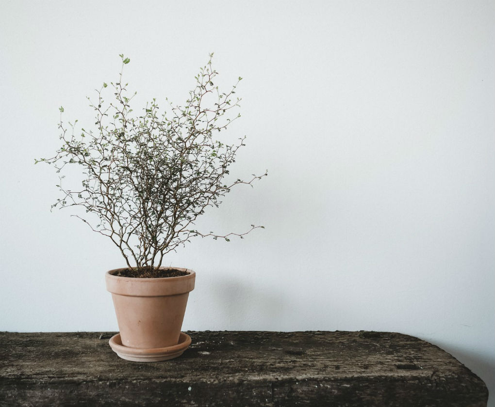 Pop up store de plantas en Sevilla
