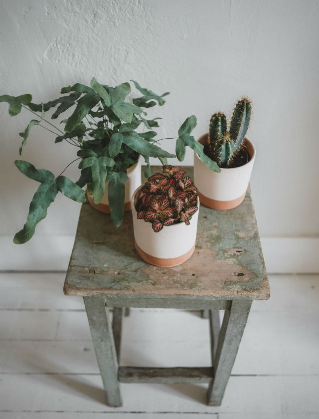 Pop up store de plantas en Sevilla