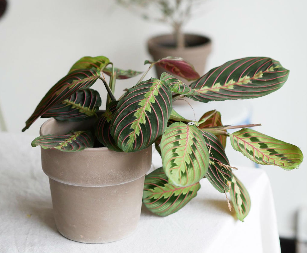 Pop up store de plantas en Sevilla