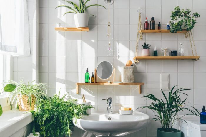 Las 15 mejores plantas para decorar el cuarto de baño