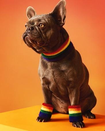 Lefties se une a la celebración del mes del orgullo con una colección en la que solo importa el amor. ¡También para mascotas!