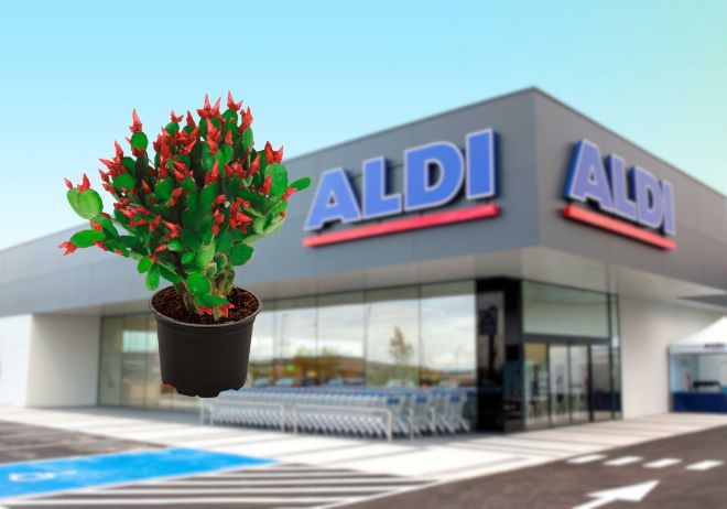 Acaba de llegar a Aldi el famoso cactus de Navidad: una planta que simboliza felicidad y cuesta menos de 2 euros