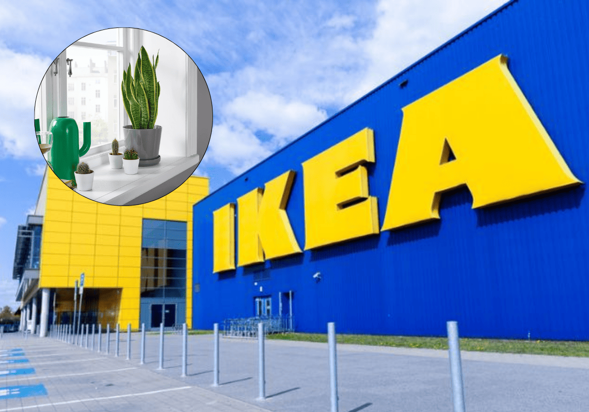 Transforma Tu Santuario Nocturno: La Elección Botánica Que Revoluciona El Descanso