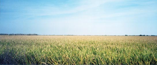 En la imagen, un arrozal