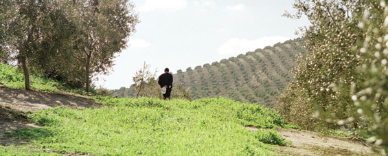 En la imagen, un arrozal