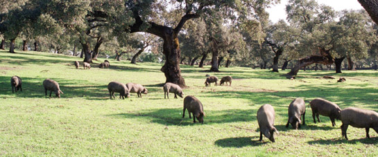 En la imagen, un arrozal
