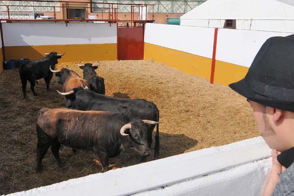 Fibes, convertido en una gran ganadera