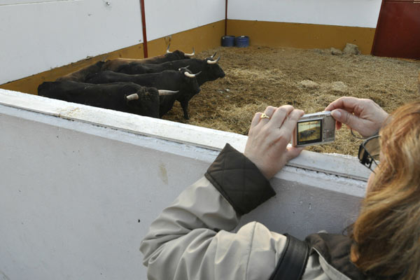 Los visitantes no dudan en retratar los ejemplares de toro de lidia que est�n a la vista del p�blico