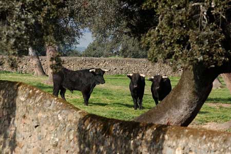 Ejemplares de una ganadería pastando por la dehesa