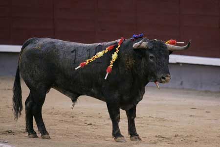 Un ejemplar durante una corrida