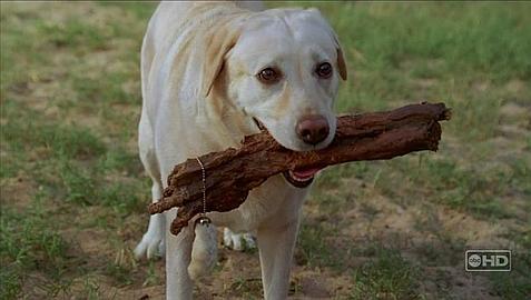 Los 10 perros más queridos de la ficción televisiva