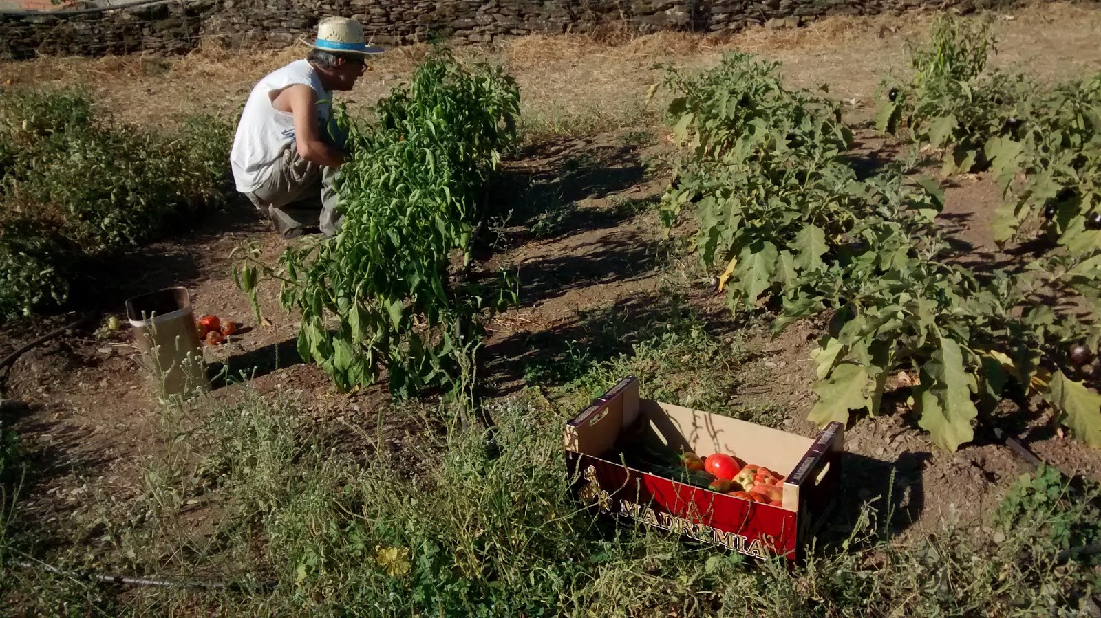 Una de las personas que participan en el proyecto, plantando en la huerta