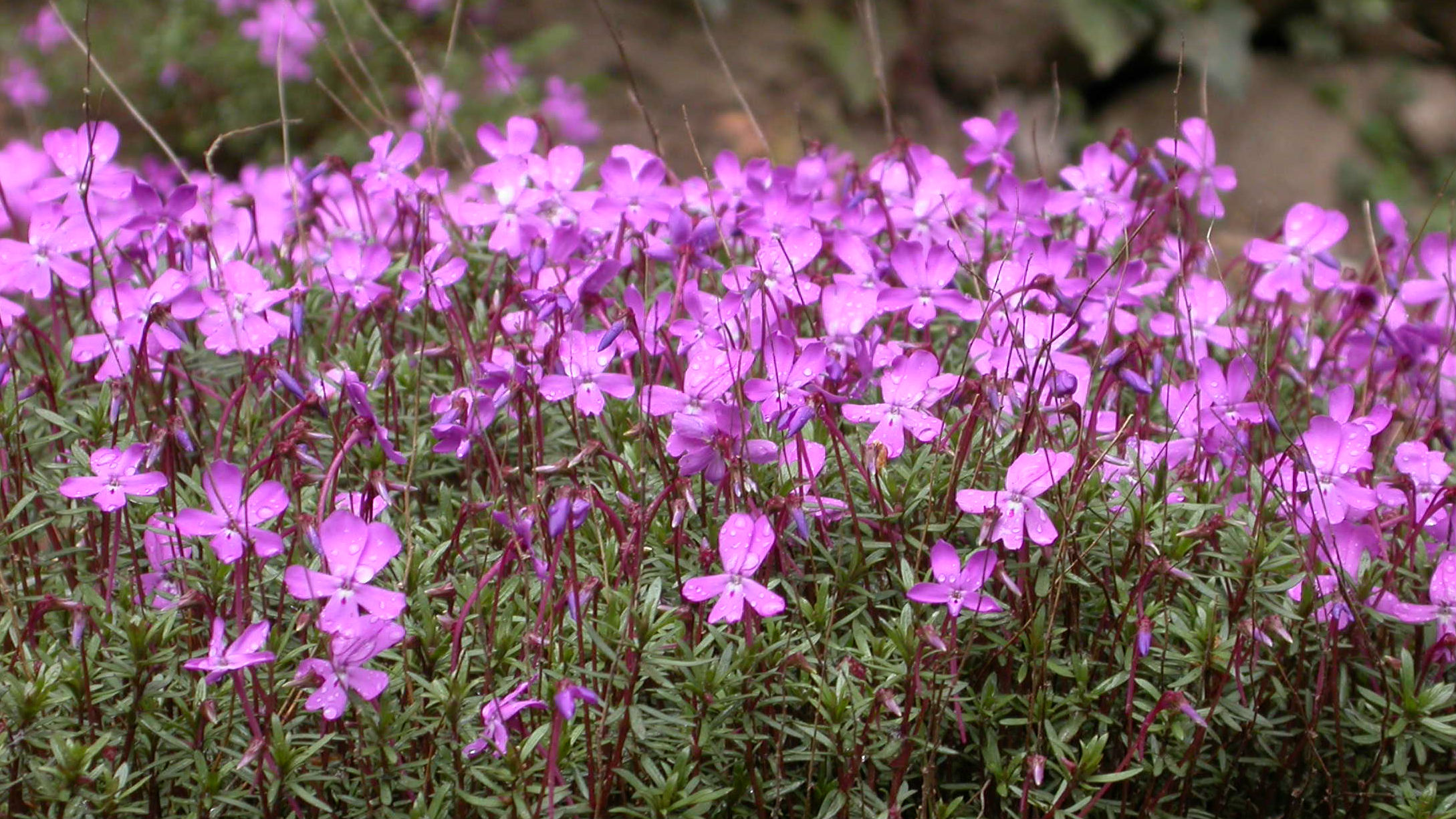 Floración de violetas endémicas en el parque natural de Cazorla, Segura y Las Villas