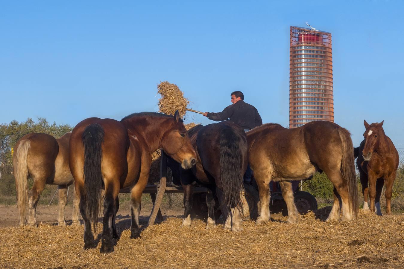 Caballos toreros en el primer tercio