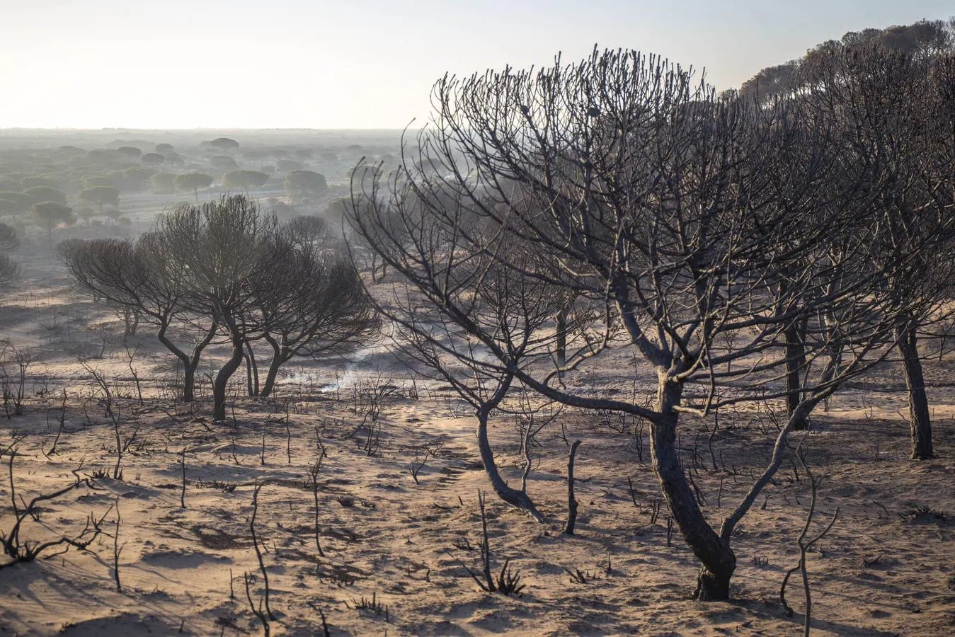 El director de Doñana cree improbable que el fuego originado en Moguer pueda afectar al Parque Nacional