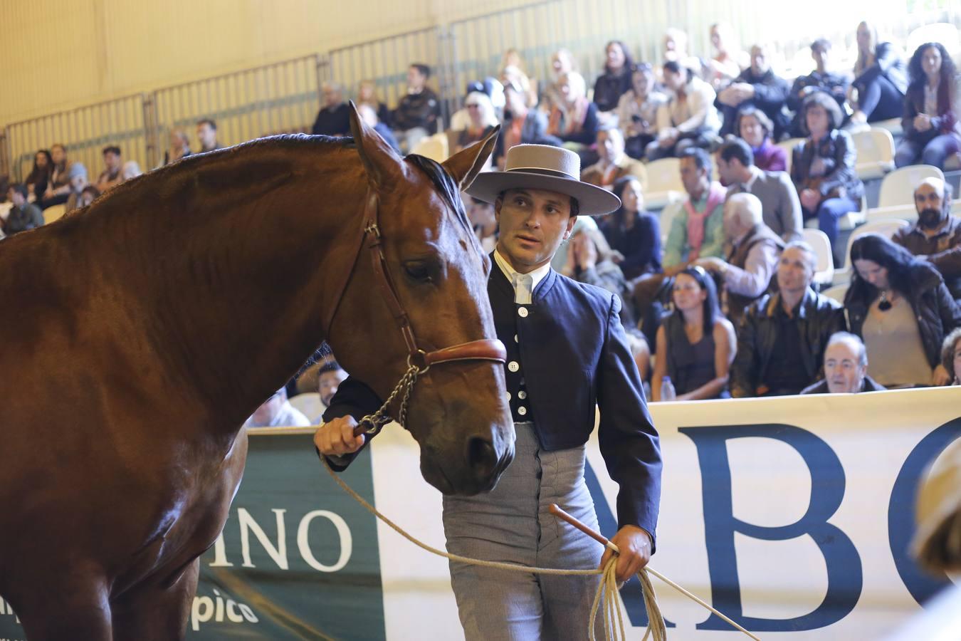 El pura raza español, el más inteligente de todos