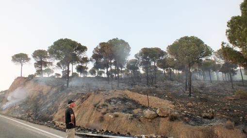Estado del terreno en el que había fundamentalmente pinos