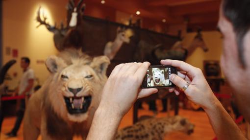 Muestra de animales disecados de pasadas ediciones