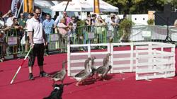 Exhibición de Intercaza