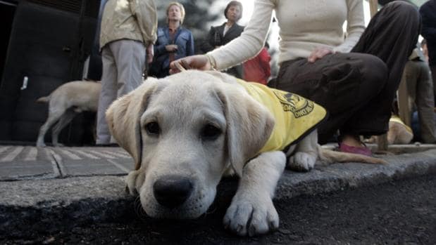 La legislaciÃ³n sobre perros guÃ­a se ampliarÃ¡ en AndalucÃ­a