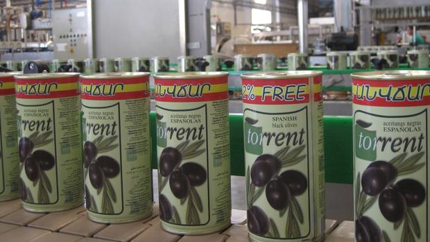 Envasado de aceituna de mesa en CÃ³rdoba