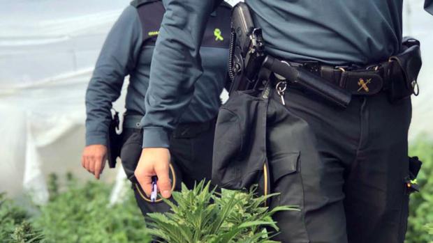 Los agentes se encontraron con plantas de gran tamaño en el interior del invernadero.