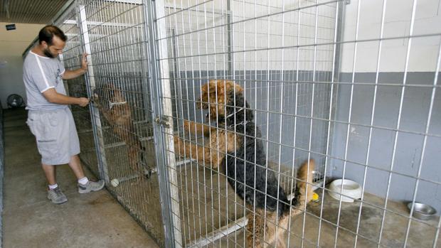 Córdoba perruna