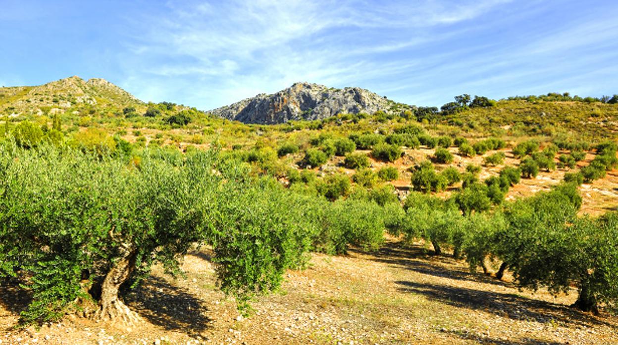 Andalucía quiere proteger su extraordinario patrimonio natural además de convertir la lucha contra el cambio climático