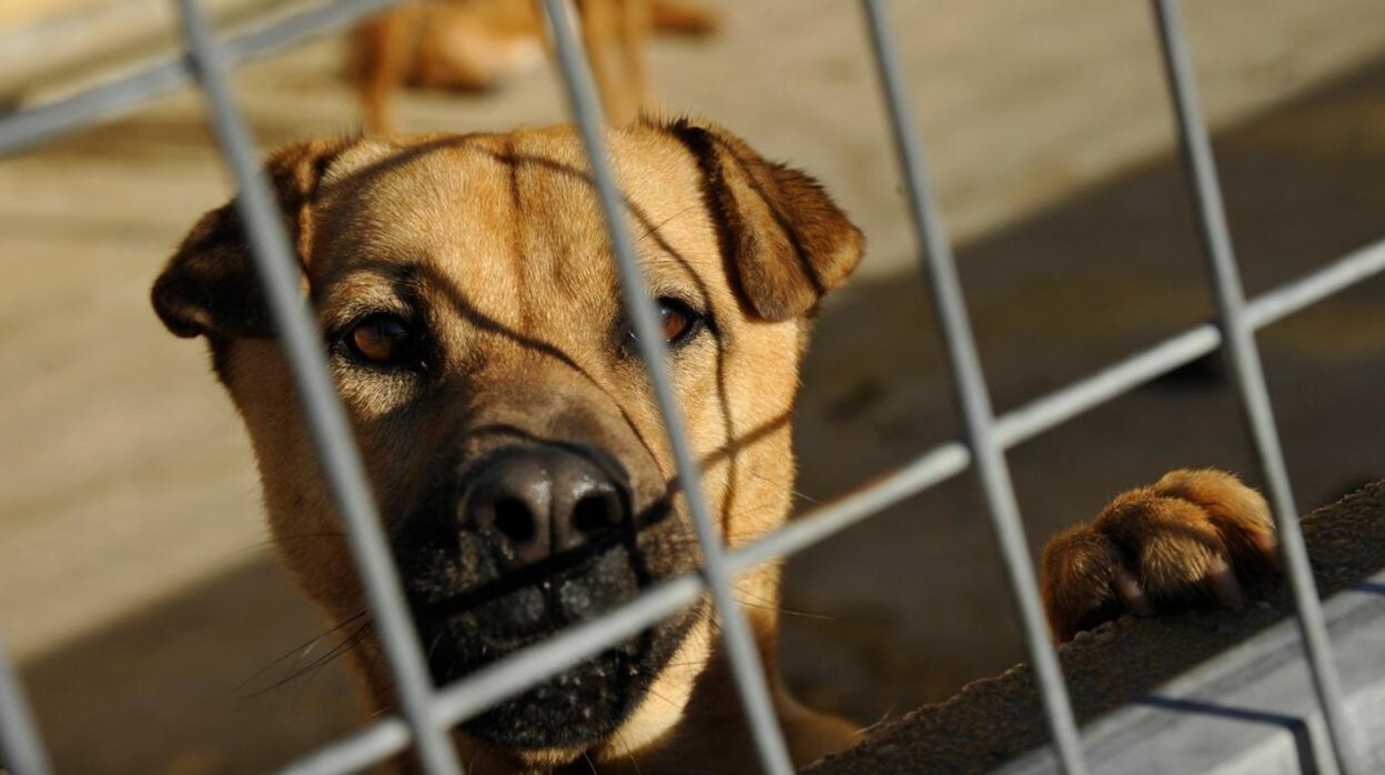 Málaga ya mata perros: su centro zoosanitario, de los primeros de España en alcanzar el sacrificio