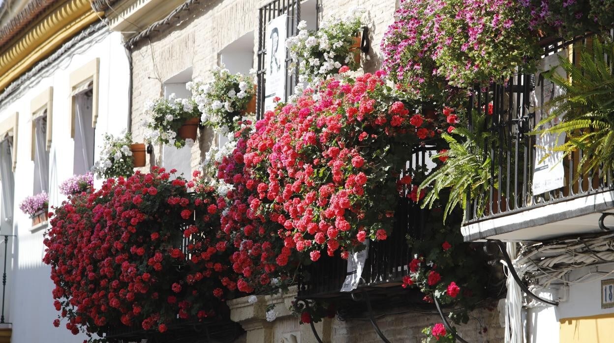 Patios de Córdoba 2022 | Rejas y balcones, cuando el color y las flores  esperan en la calle