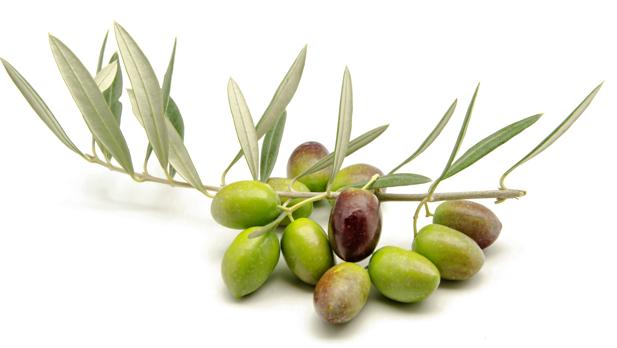 Los productores españoles están recibiendo 2,38 euros de media por litro de aceite, frente a los 6 euros que reciben los productores italianos