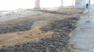 Los ecologistas denuncian una auténtica plaga de toallitas en las playas de Tarifa