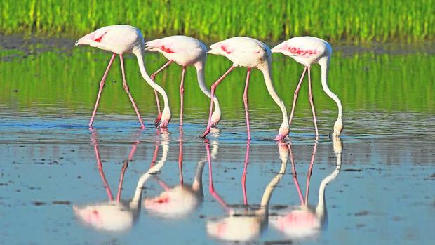 Flamencos en Doñana
