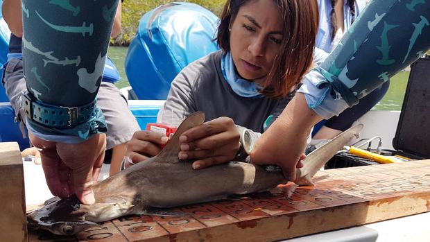 Descubren nueva área de crianza de tiburones martillo en las Islas Galápagos