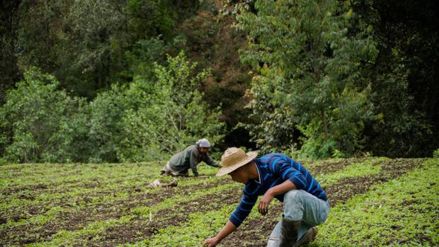 Los países no cumplirán el objetivo de reducir el impacto de los productos químicos en 2020
