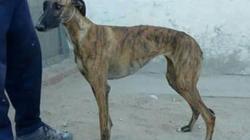 Otro de los galgos robados al dueño de Damara de San Roque