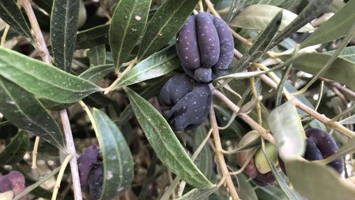 La figurilla se asemeja a una fruta rara