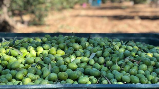 En EspaÃ±a hay catalogadas mÃ¡s de 400 variedades de aceitunas