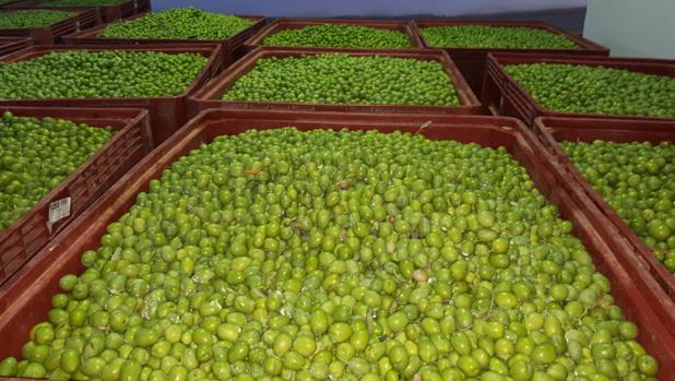 Las aceitunas gordales de Utrera suelen tener el mercado norteamericano como principal destino
