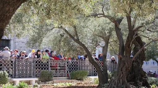 Vista del Huerto de los Olivos, en Jerusalén