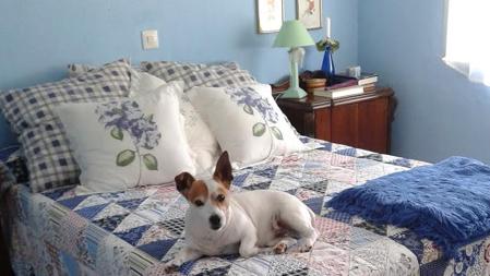 El perro Tule, en la cama de una habitación de la casa de intercambio